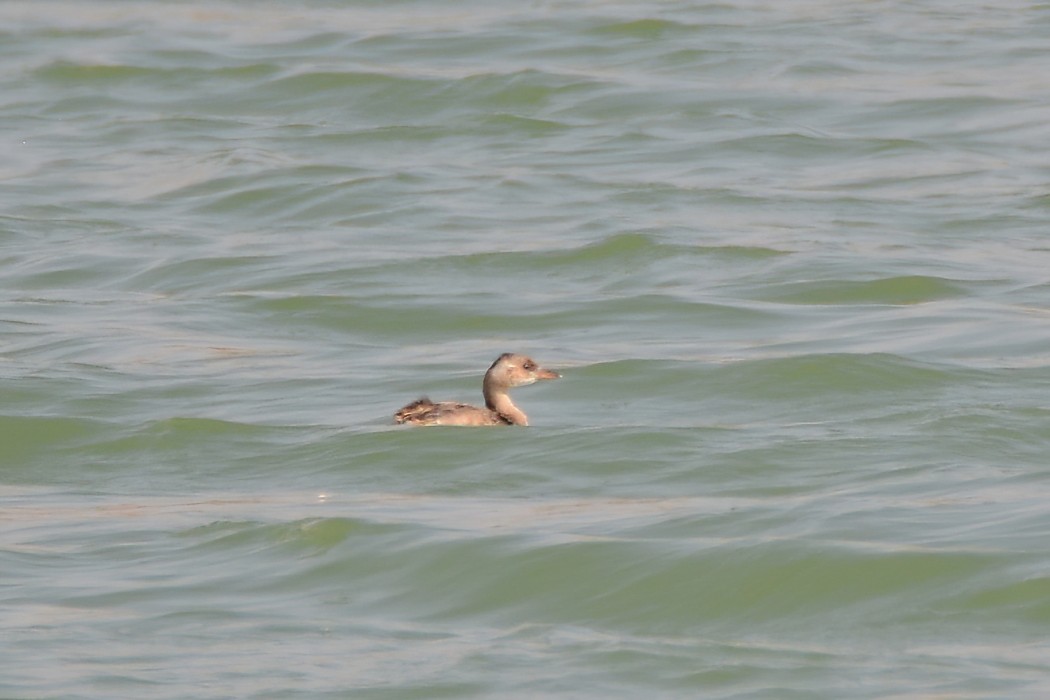 Little Grebe