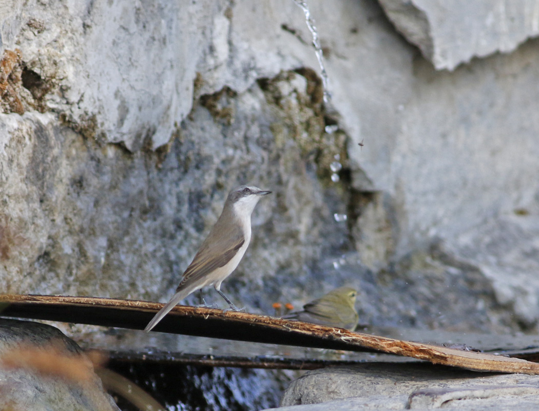 Lesser Whitethroat