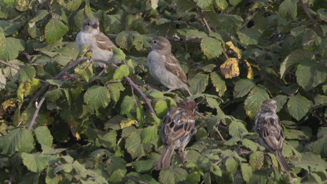House Sparrow