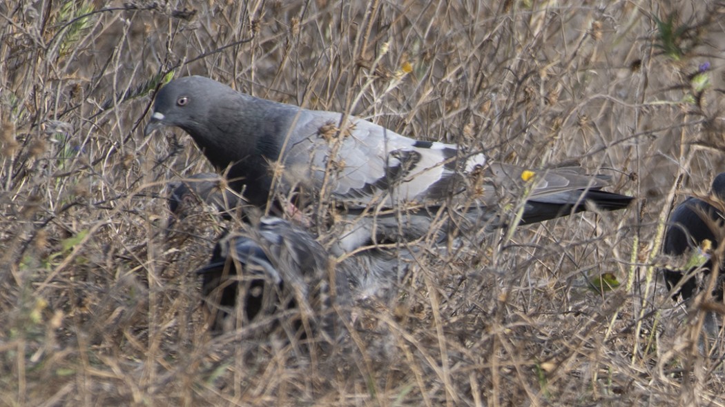 Rock Dove