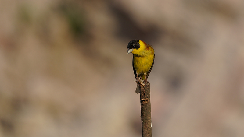 Black-headed Bunting
