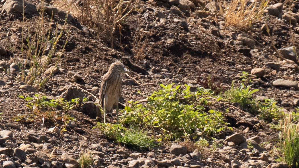 Black-crowned Night Heron