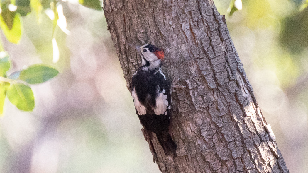 Syrian Woodpecker