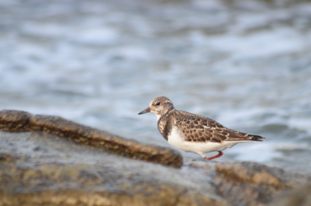 Ruddy Turnstone
