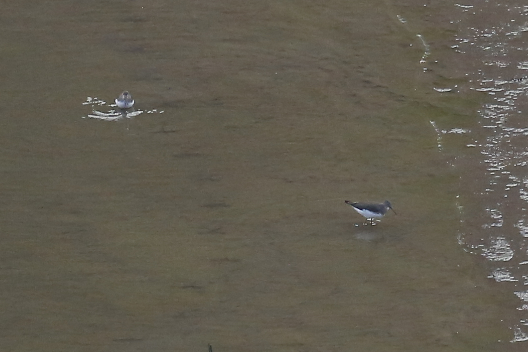 Green Sandpiper