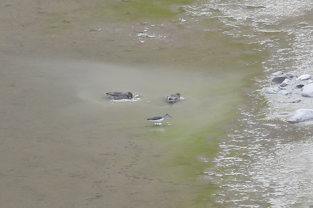 Eurasian Teal