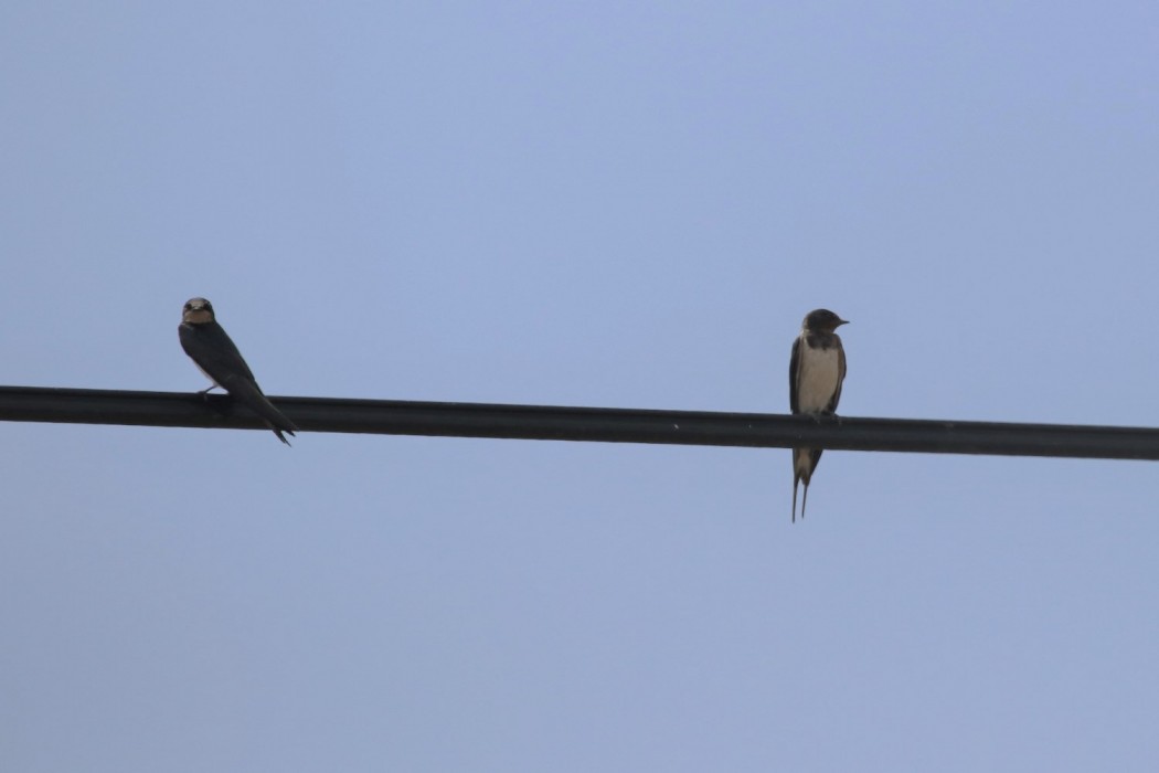 Barn Swallow