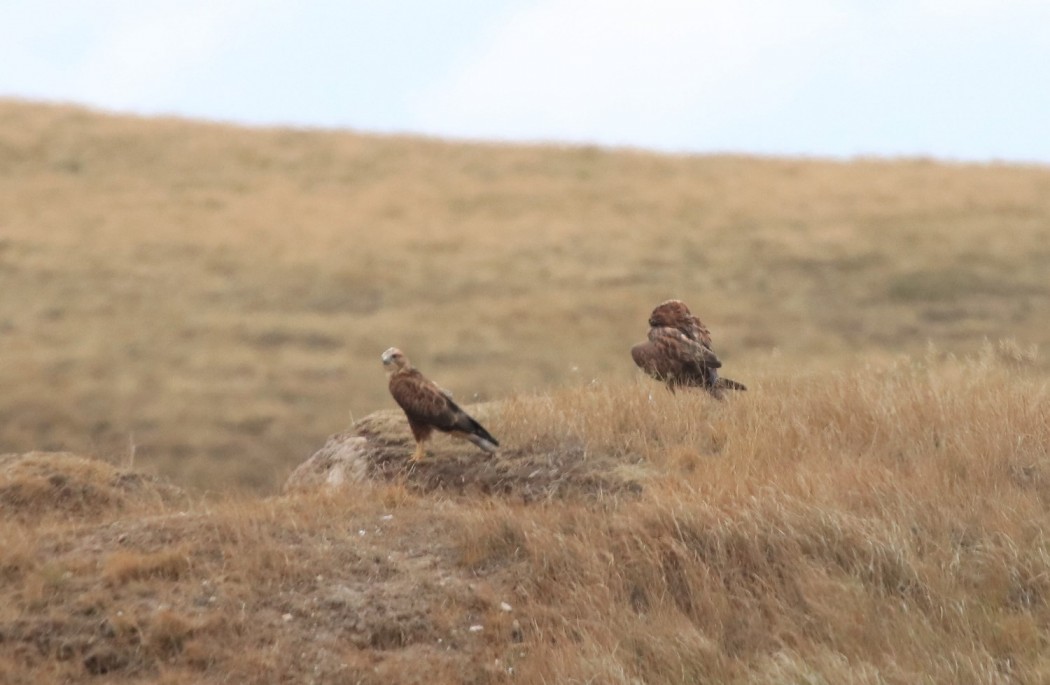 Long-legged Buzzard