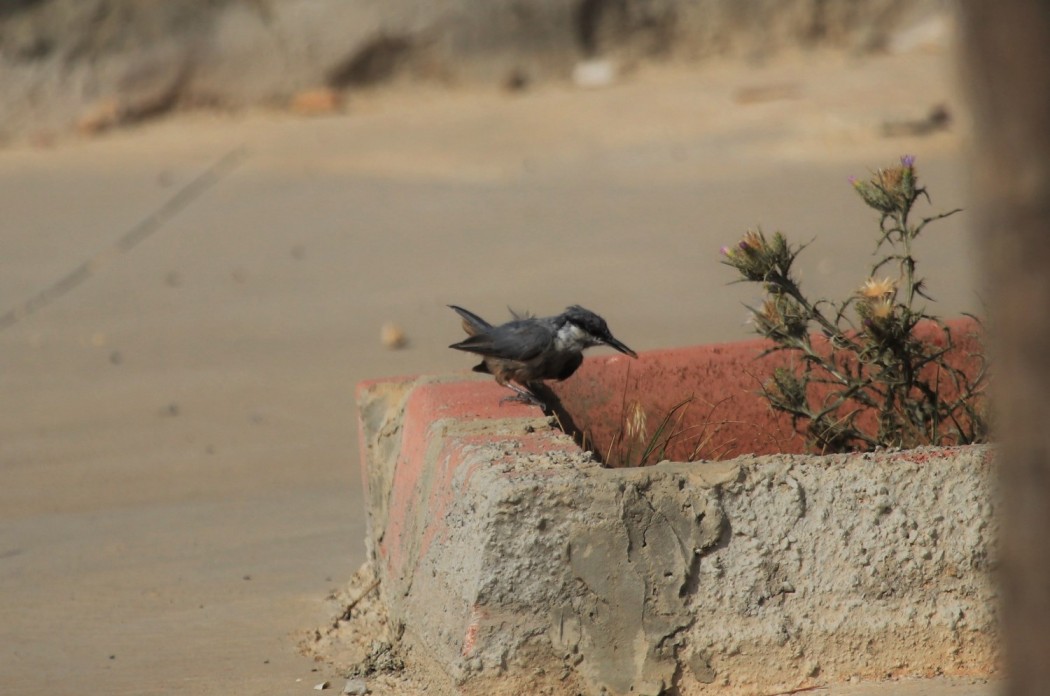 Western Rock Nuthatch