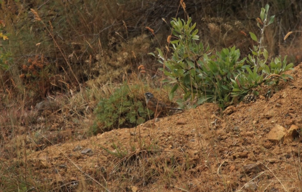 Rock Bunting