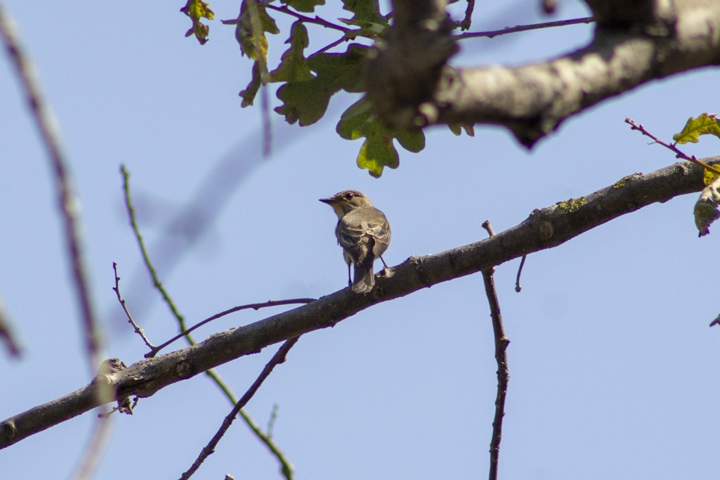 Spotted Flycatcher