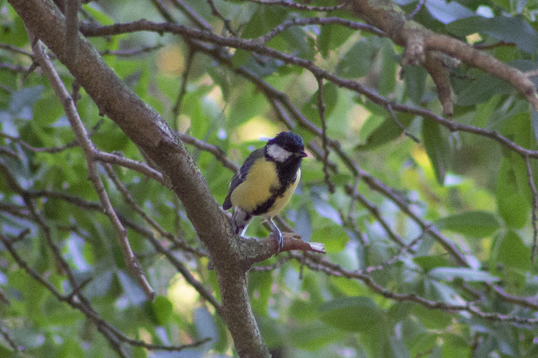 Great Tit