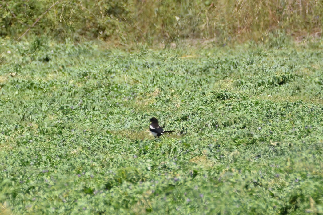 Eurasian Magpie
