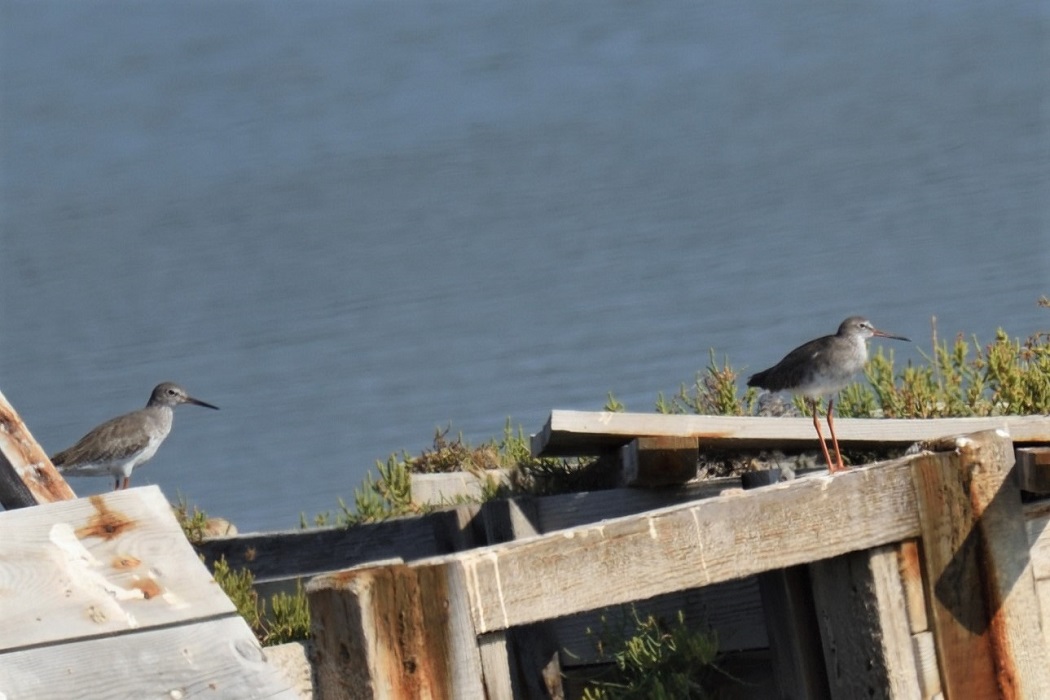 Common Redshank
