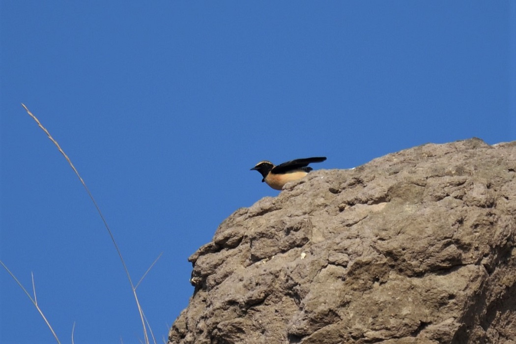 Black-eared Wheatear