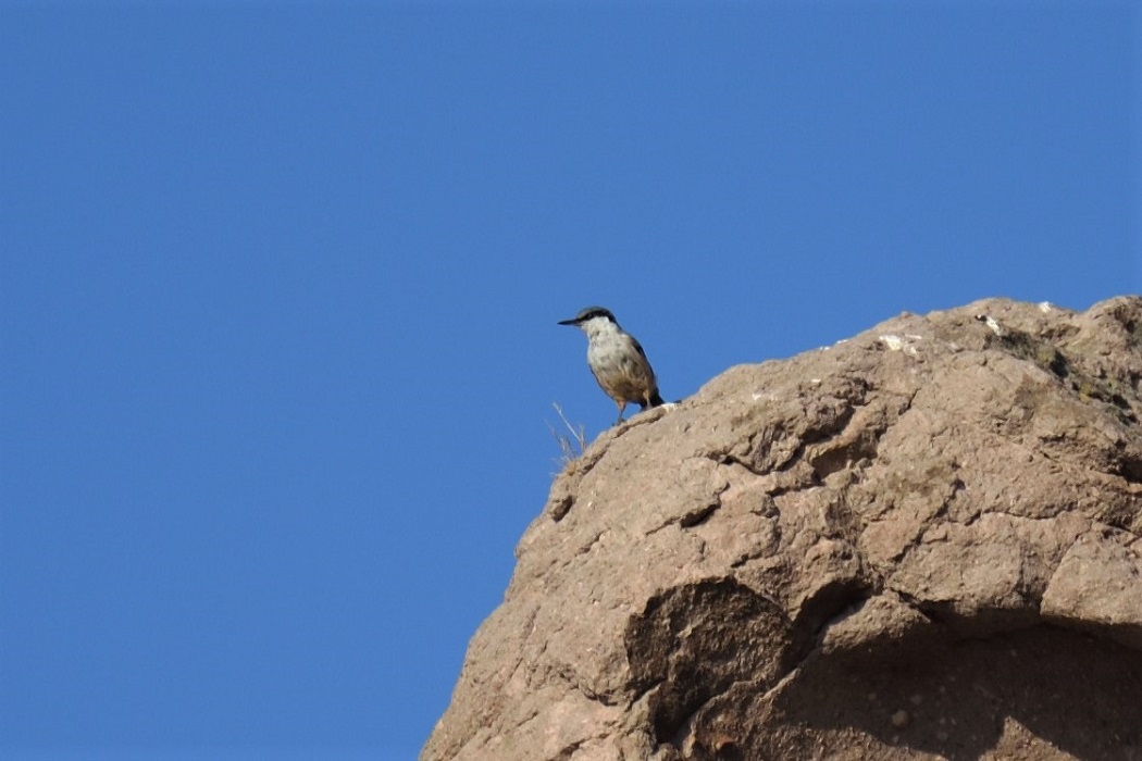 Western Rock Nuthatch