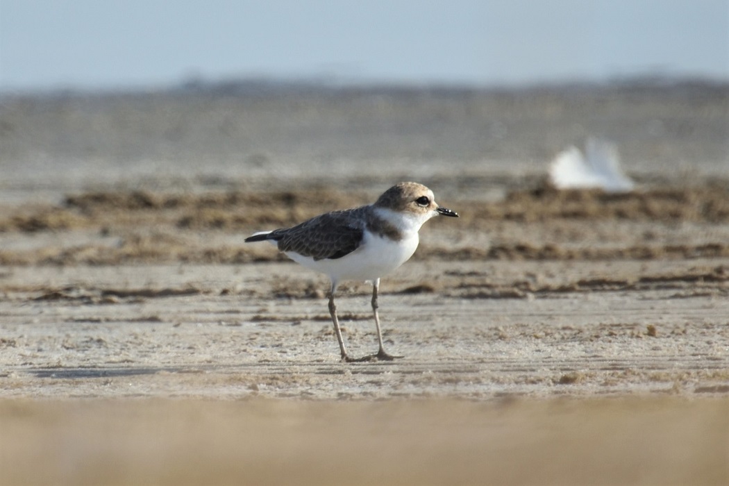 Kentish Plover
