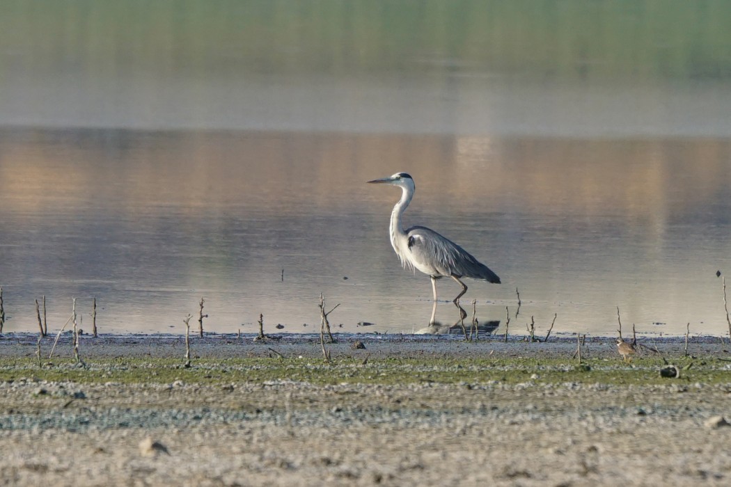 Grey Heron