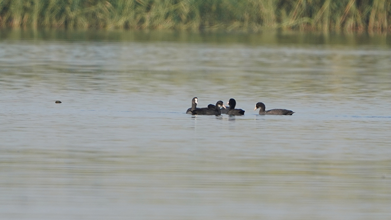 Eurasian Coot
