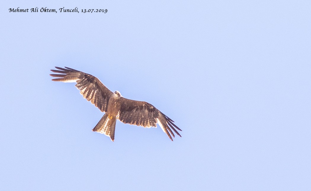 Black Kite