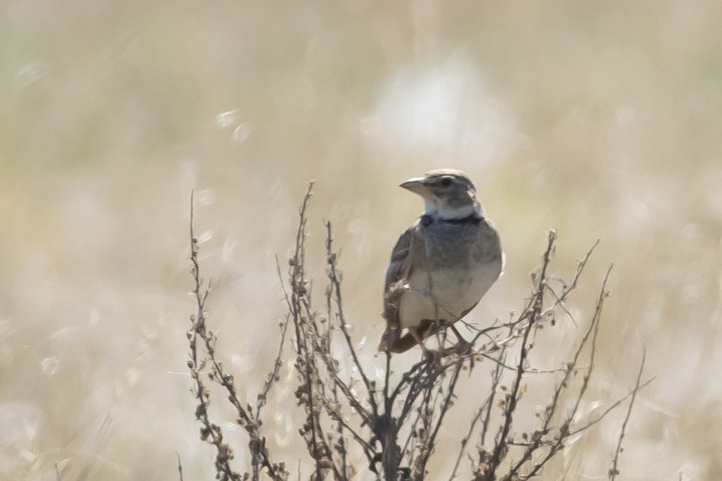 Calandra Lark