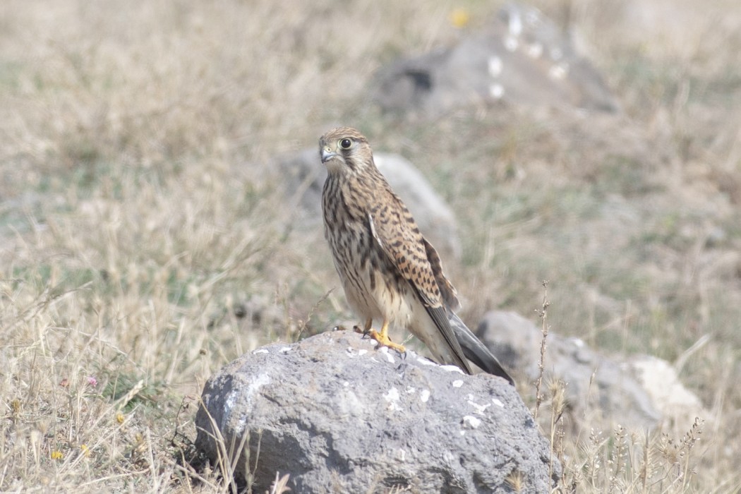 Common Kestrel