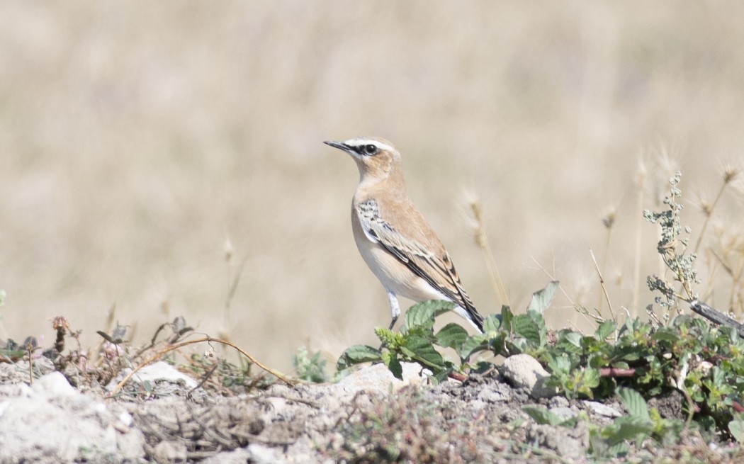 Northern Wheatear