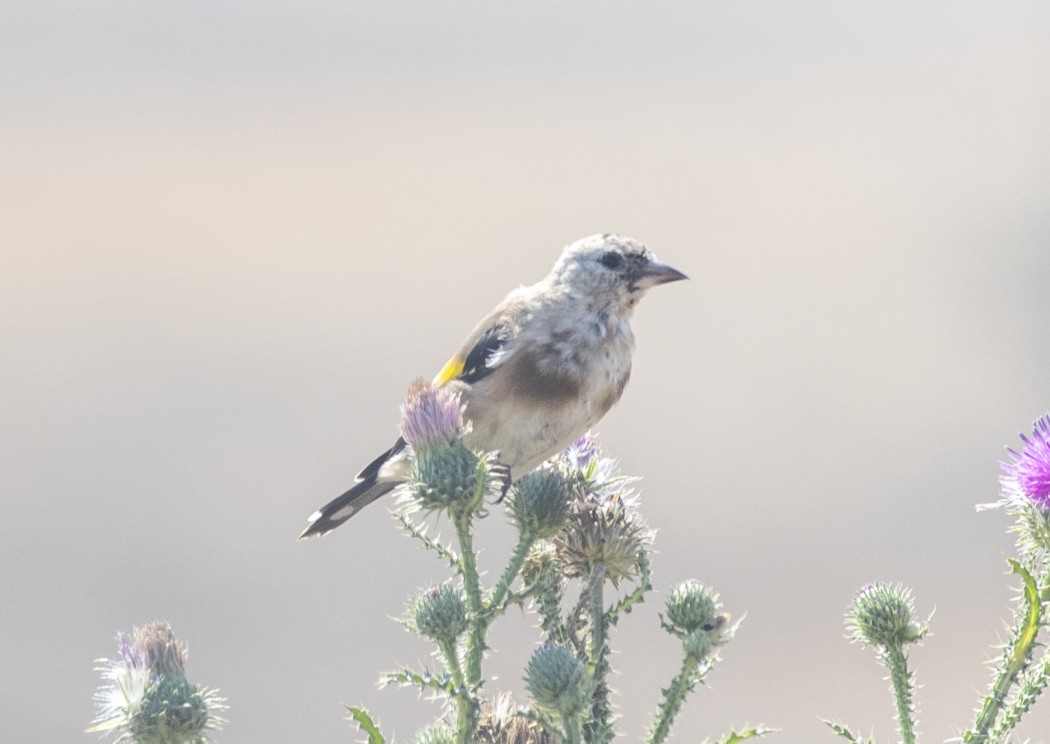 European Goldfinch