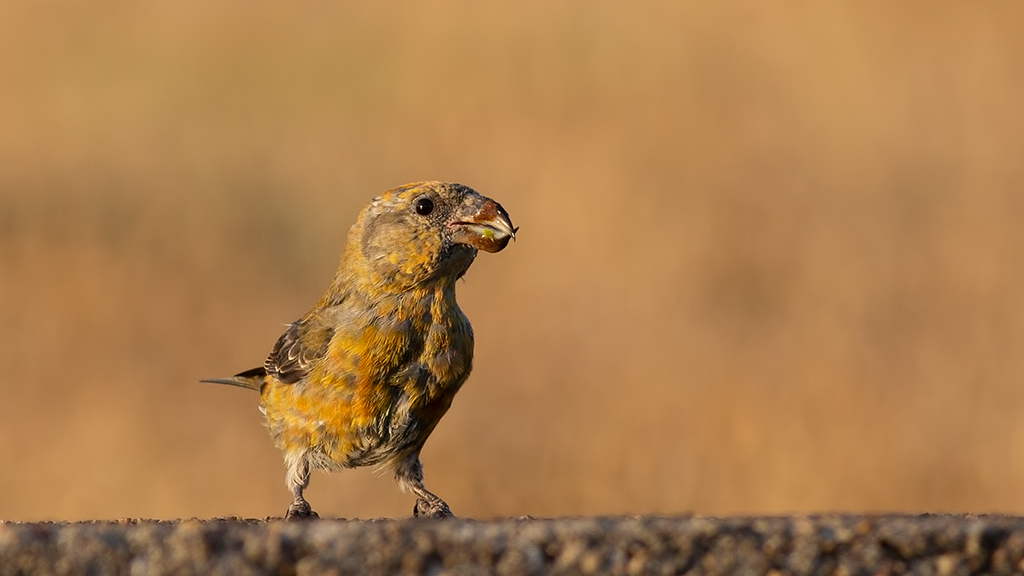 Red Crossbill