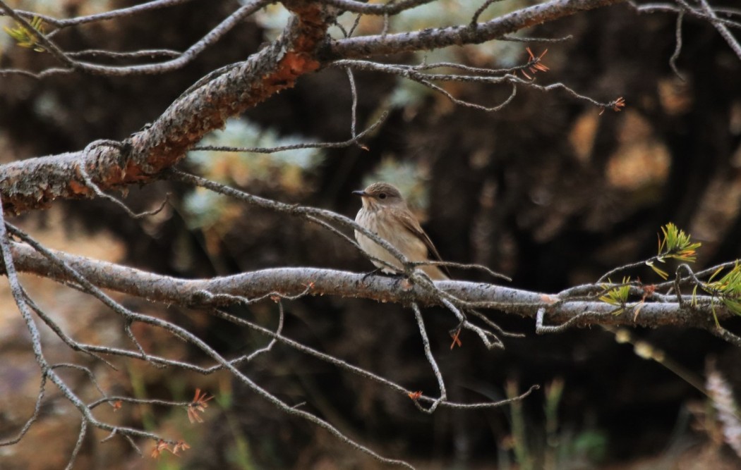 Spotted Flycatcher