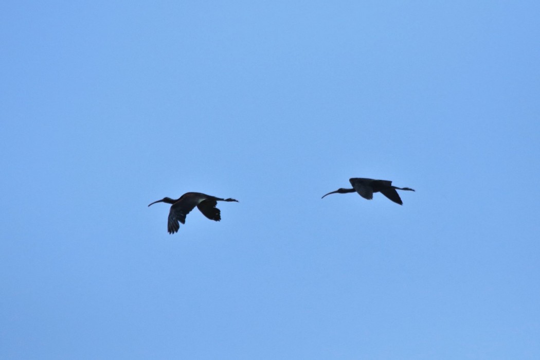 Glossy Ibis