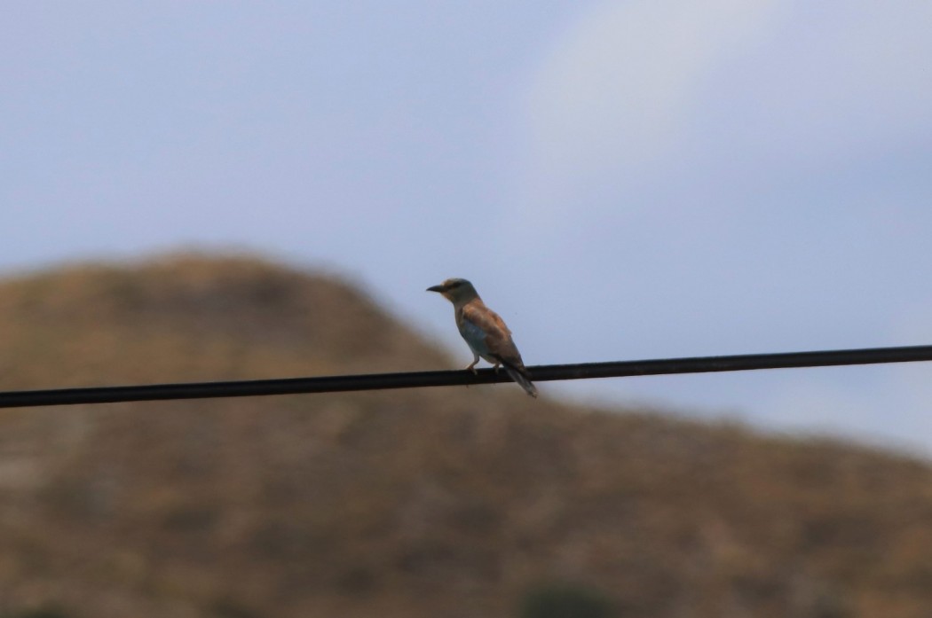 European Roller