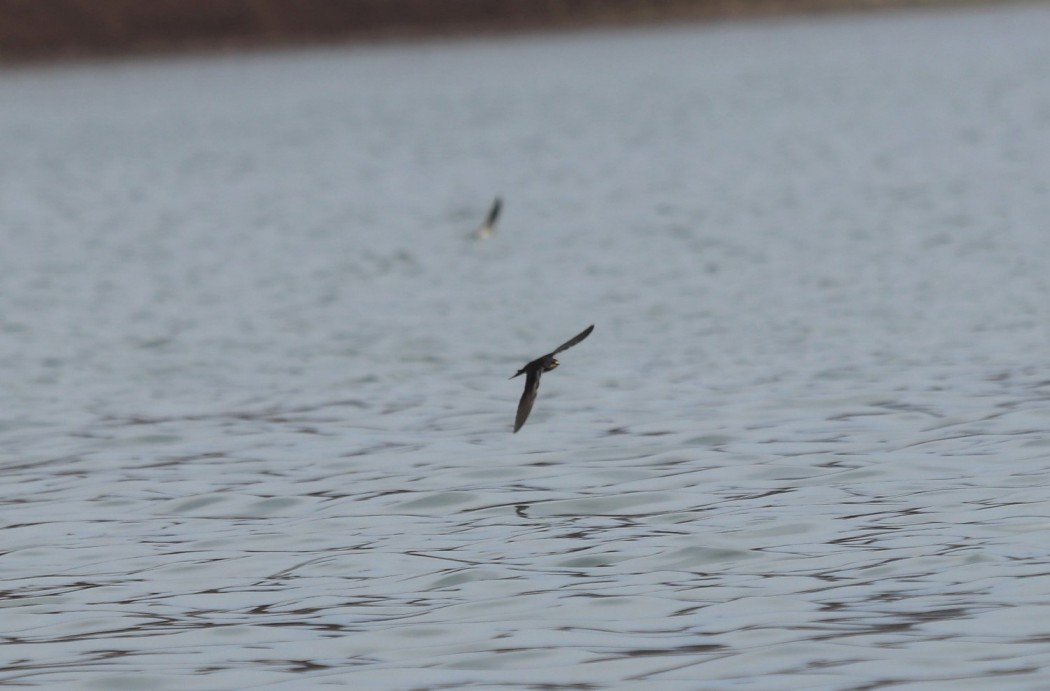 Barn Swallow