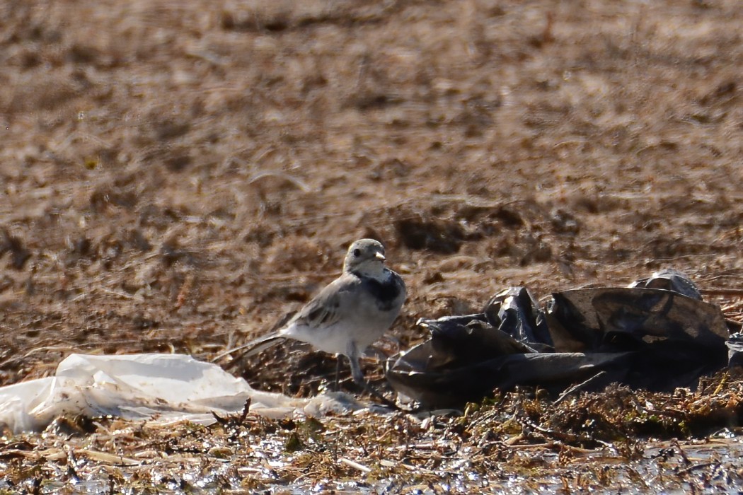 White Wagtail
