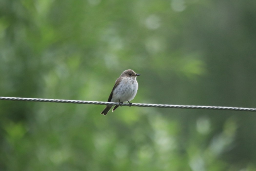 Spotted Flycatcher