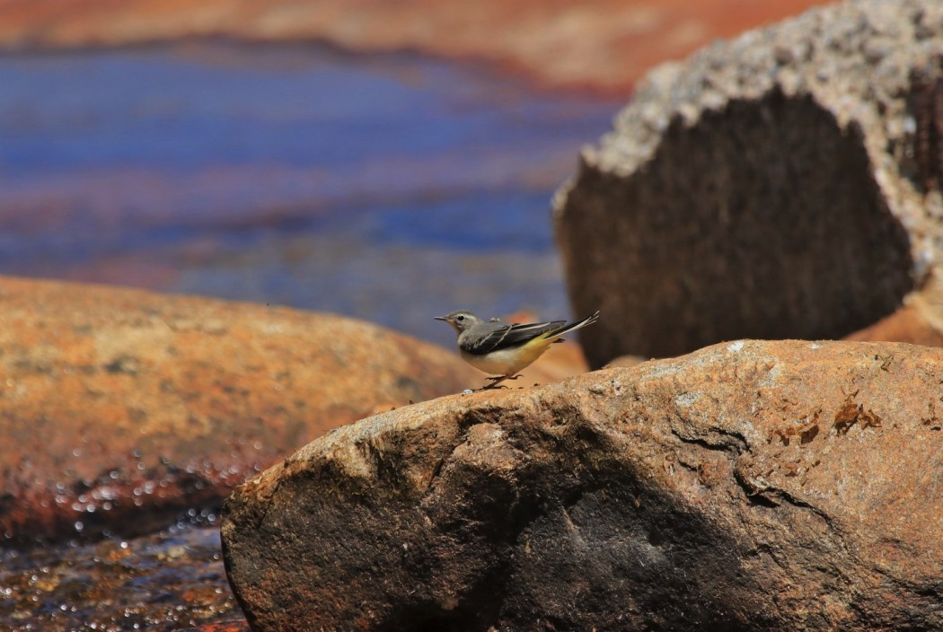 Grey Wagtail