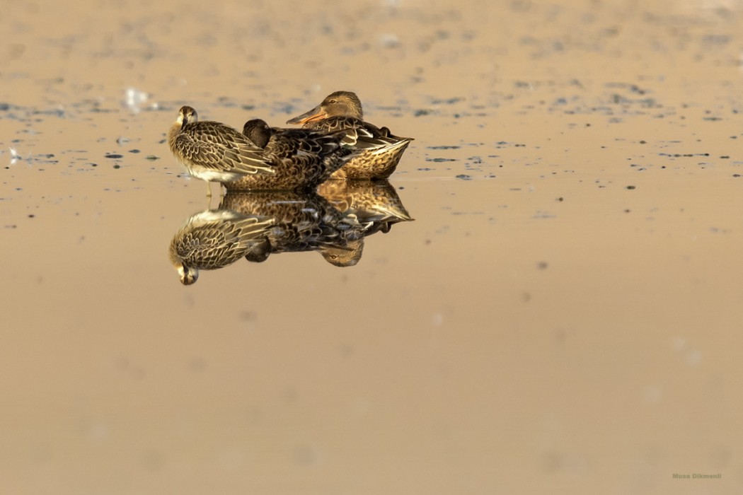 Northern Shoveler