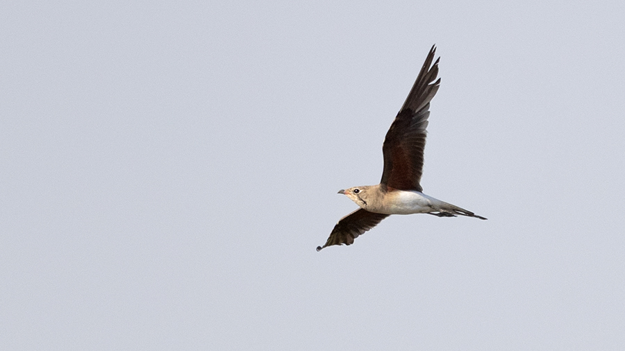 Collared Pratincole
