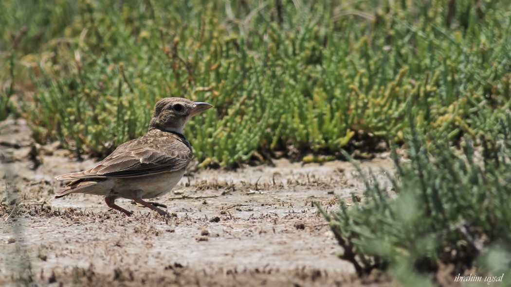 Calandra Lark