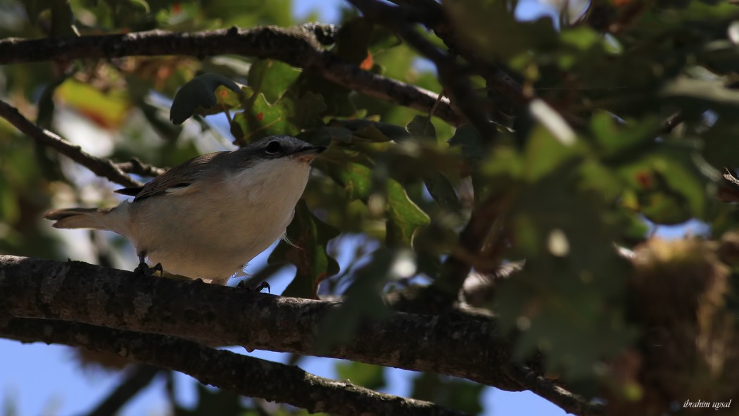 Lesser Whitethroat