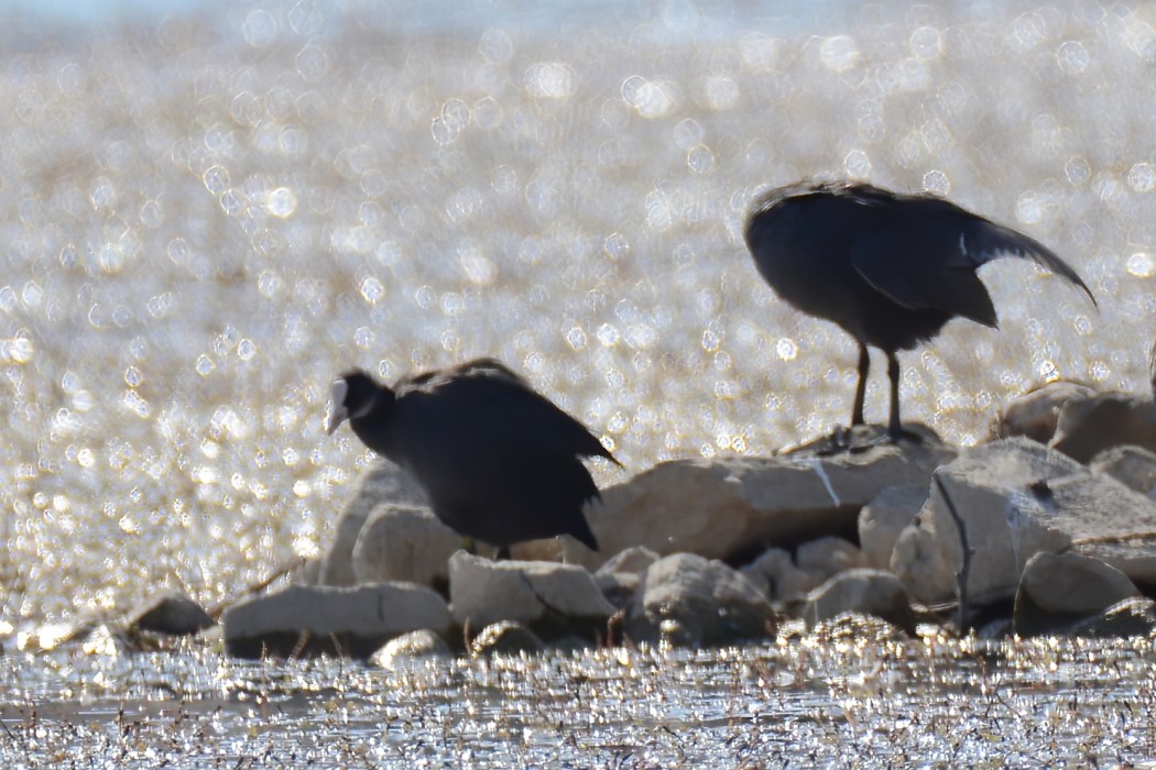 Eurasian Coot