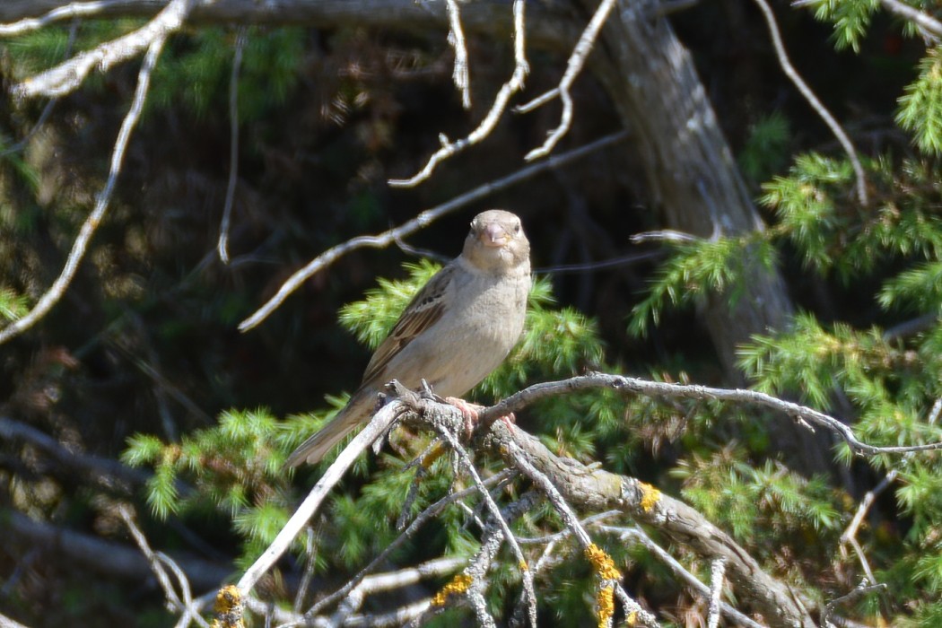 House Sparrow