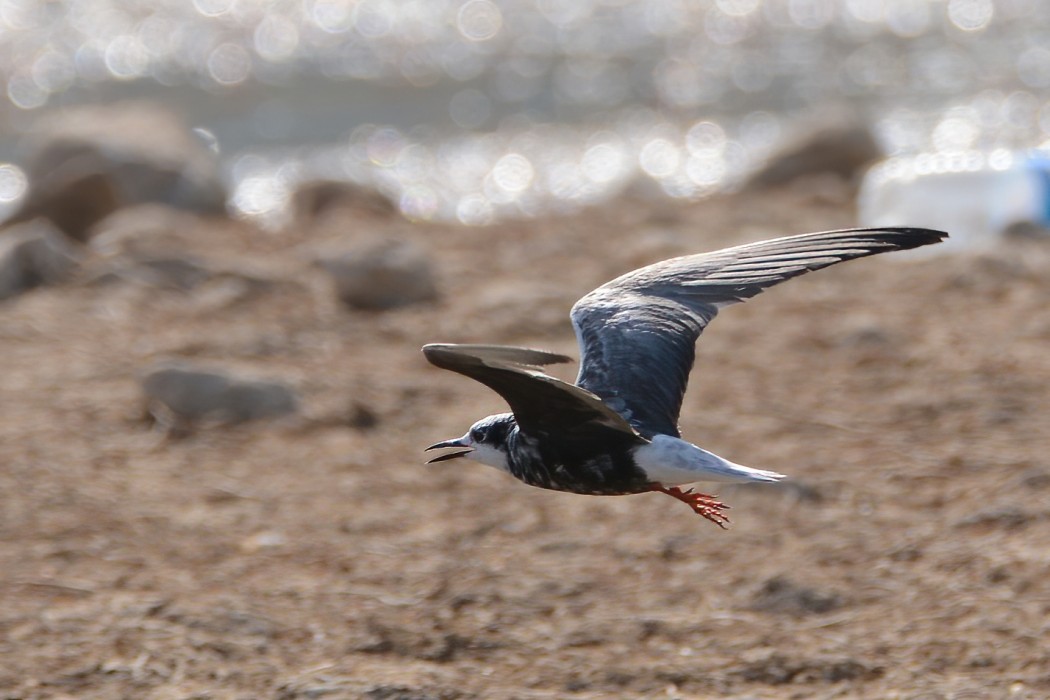 White-winged Tern