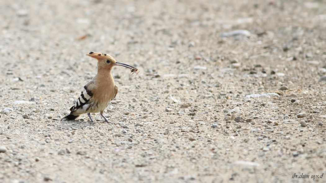 Common Hoopoe
