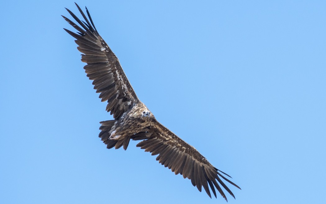 Cinereous Vulture