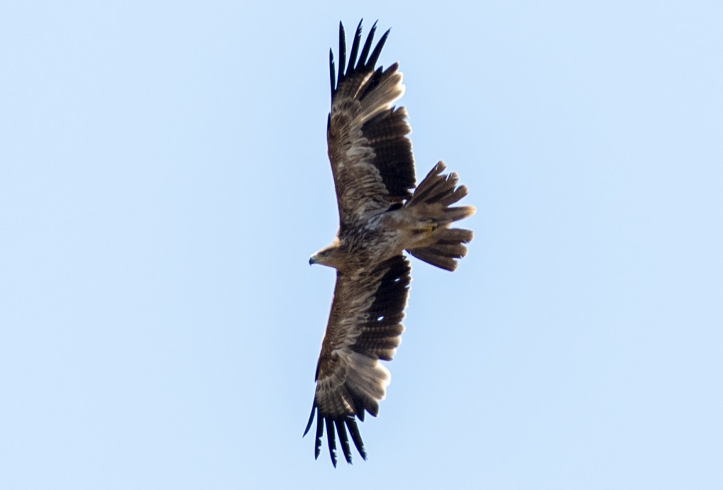 Eastern Imperial Eagle