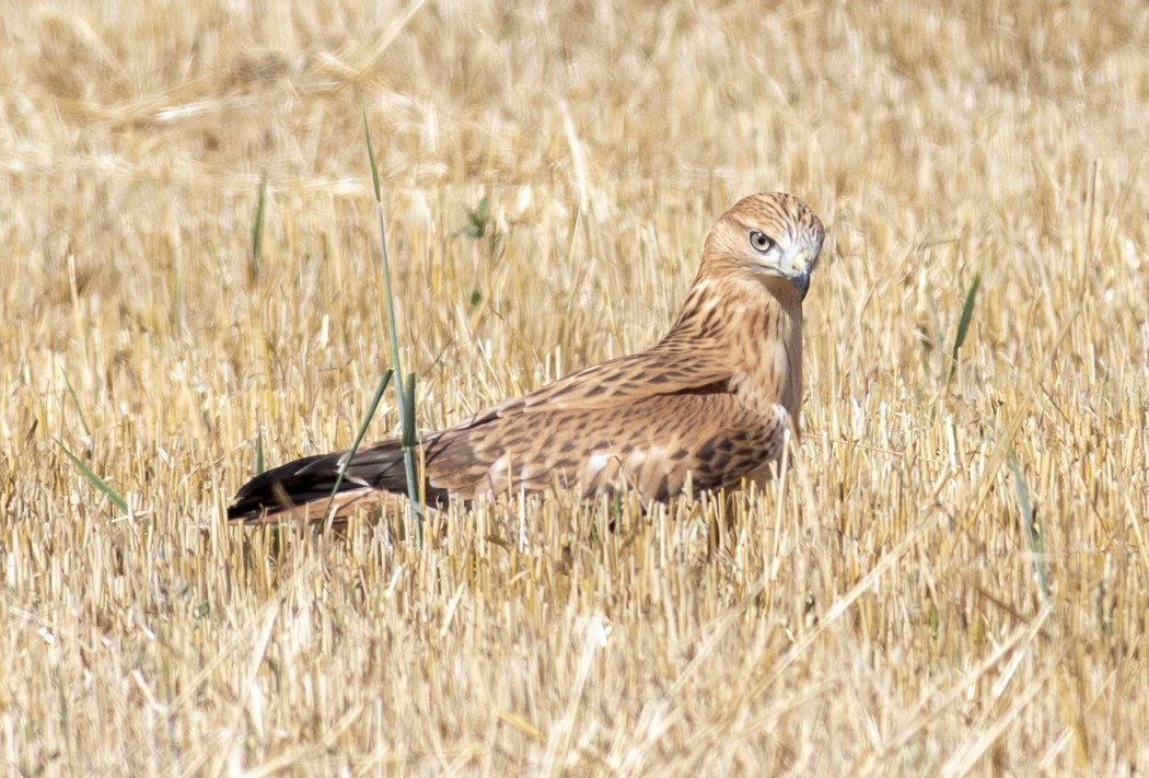 Long-legged Buzzard