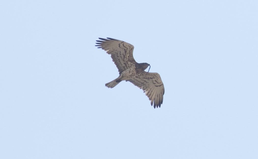 Short-toed Snake Eagle