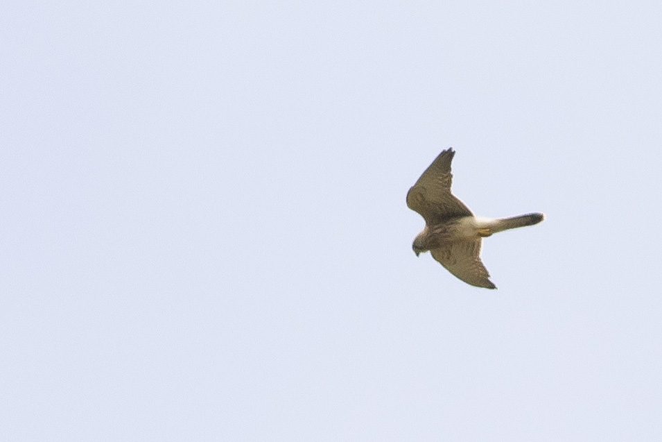 Common Kestrel
