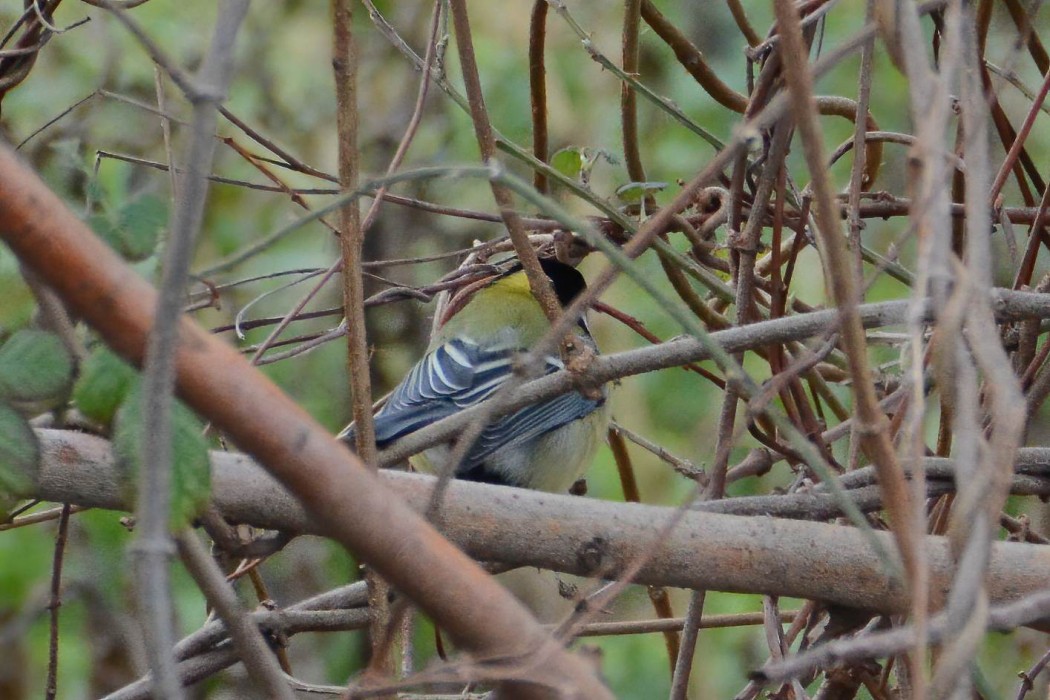 Great Tit